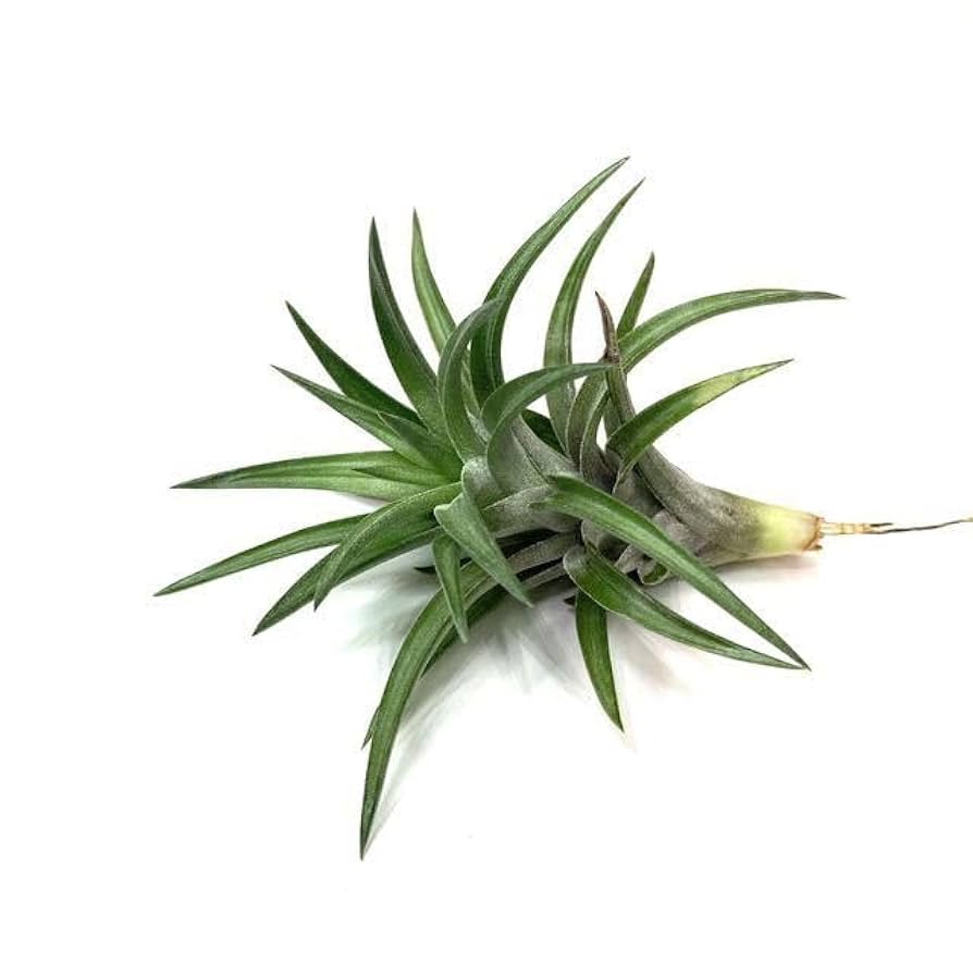 Amazon.co.jp: (現品) チランジア ネグレクタ レッドブロンズ